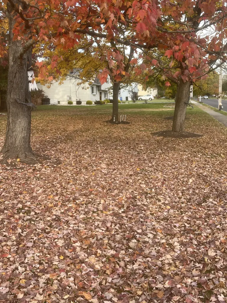 A front lawn covered in red and orange fall leaves under maple trees
