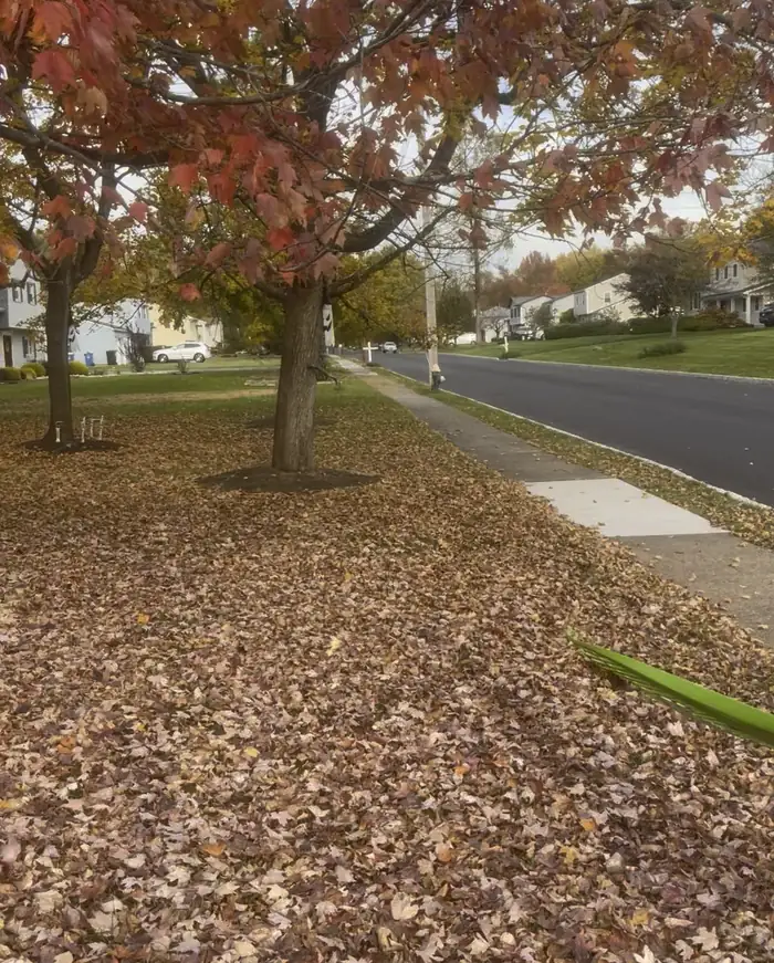 A yard along the sidewalk covered in fallen leaves, with a rake at the edge of the frame